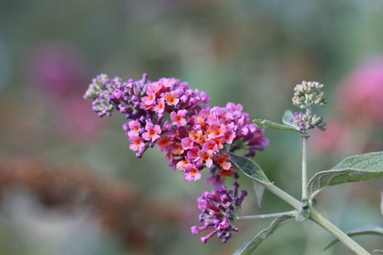 Schmetterlingsstrauch, Buddleja davidii