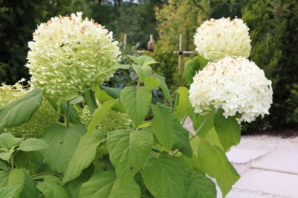 Schneeballhortensie, Hydrangea arborescens 'Annabelle