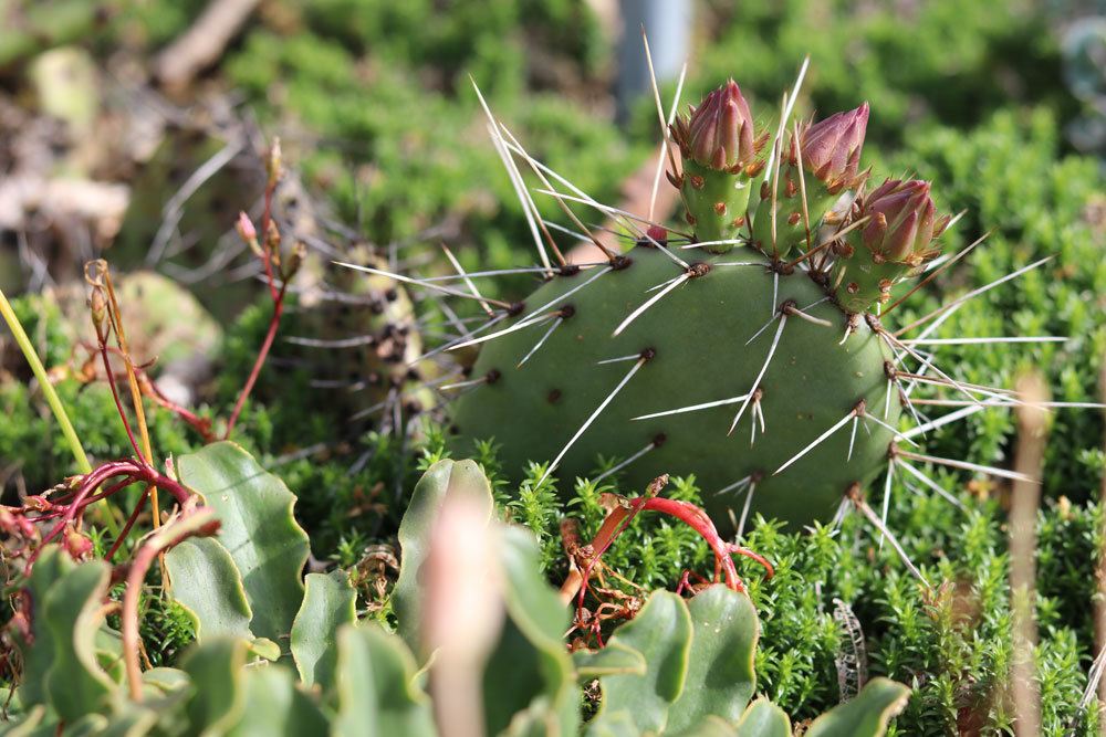 Schwarzbraundorniger-Feigenkaktus ,Opuntia phaeacantha