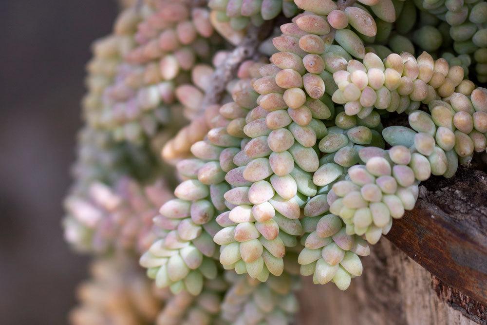 Sedum morganianum, Eselschwanz