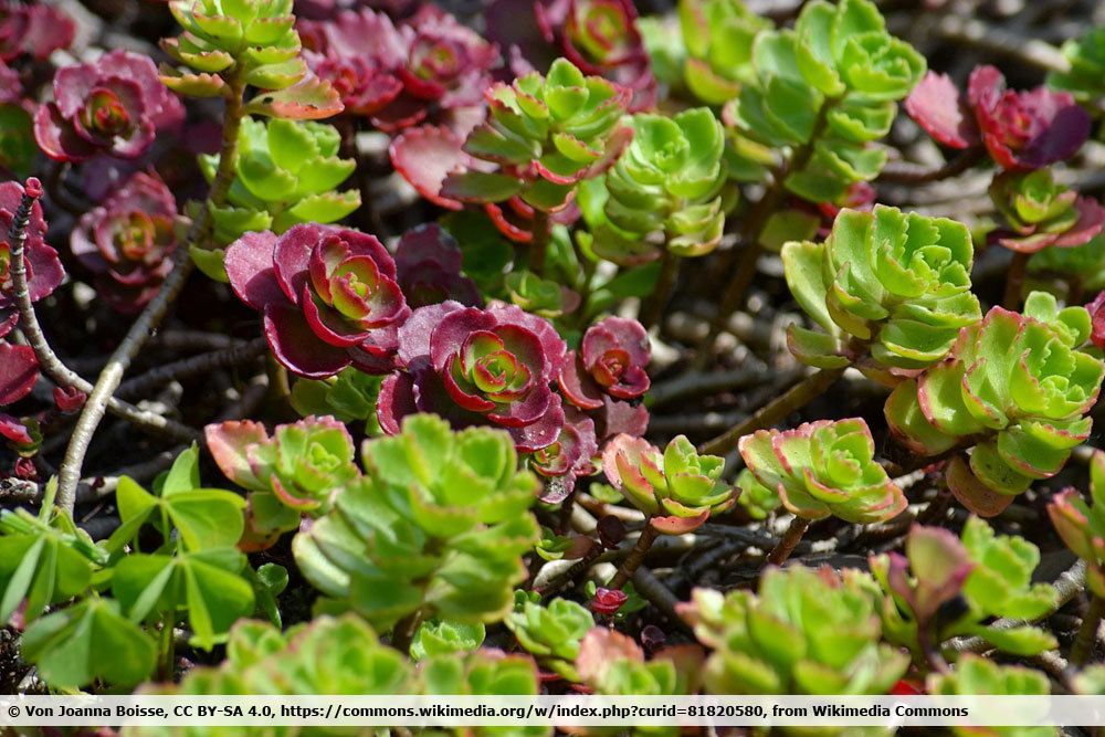 Teppich-Fettblatt, Sedum spurium