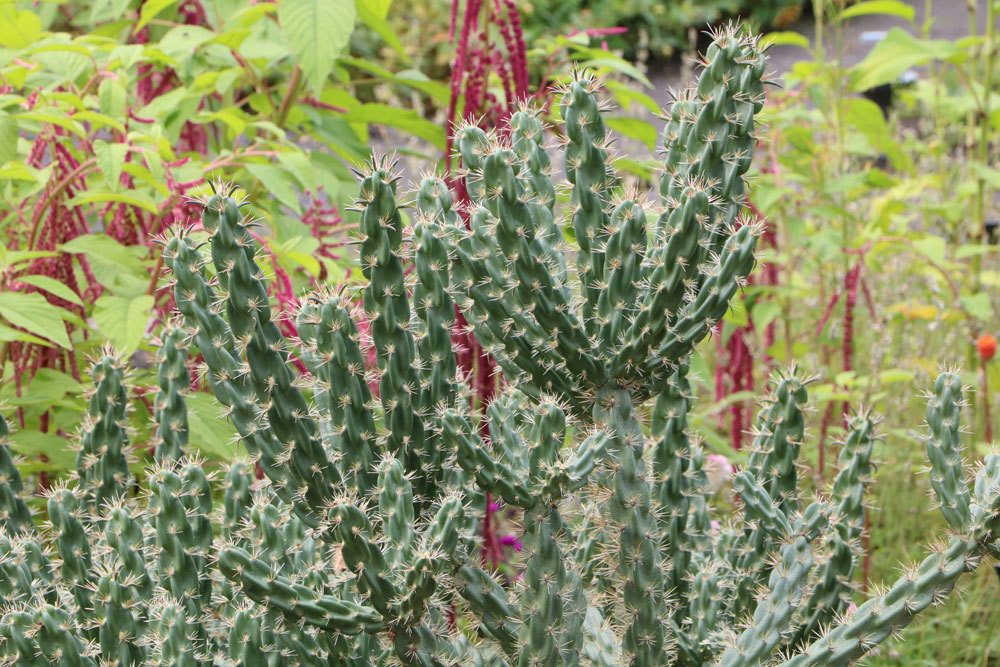 Stauden-Feigenkaktus, Cylindropuntia imbricata