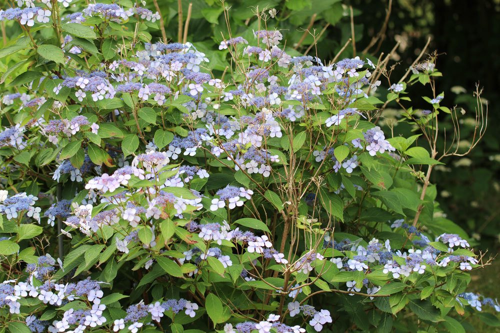 Tellerhortensie 'Bluebird'