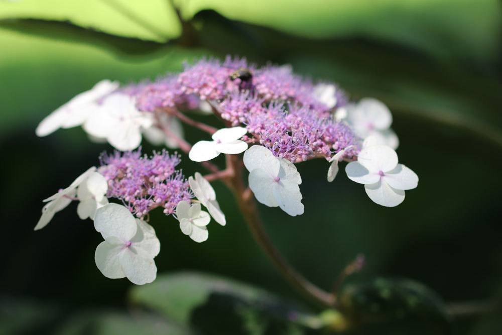 Tellerhortensie, Hydrangea serrate 'Lanarth White'