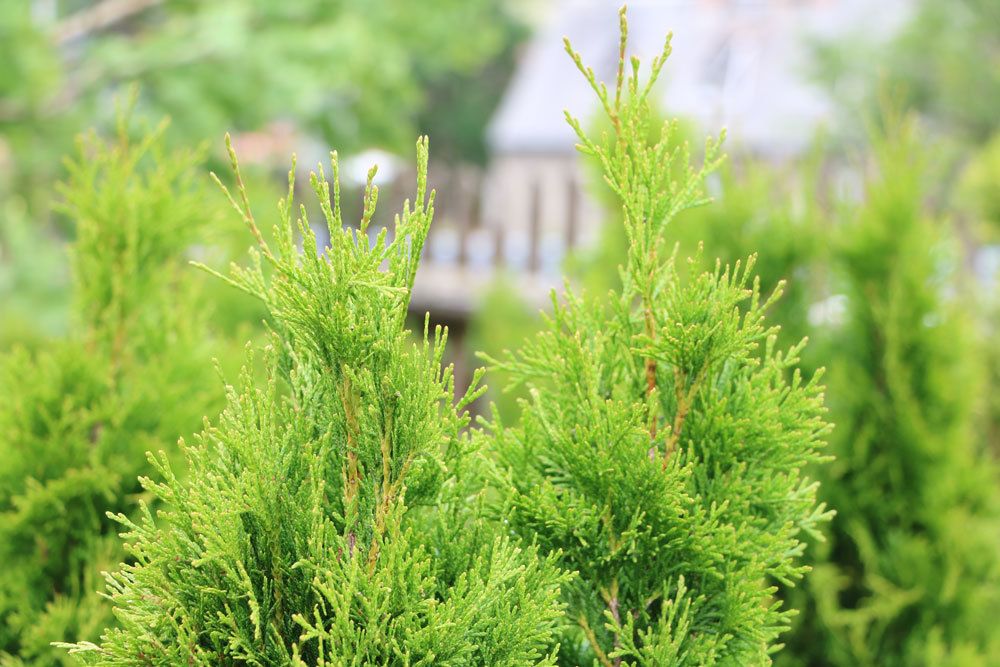 Thuja Sorte 'Smaragd'