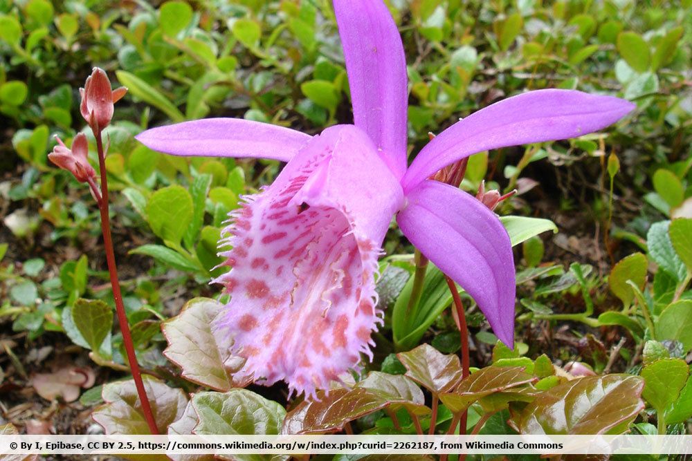 Tibetorchidee, Pleione limprichtii