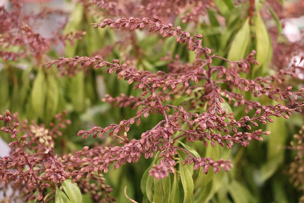 Traubenheide, Leucothoe