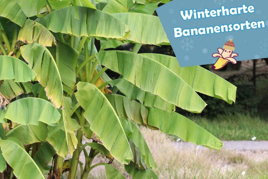 Winterharte Bananenpflanze: 7 Bananen-Sorten fürs Freiland