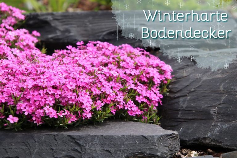 Winterharte Bodendecker