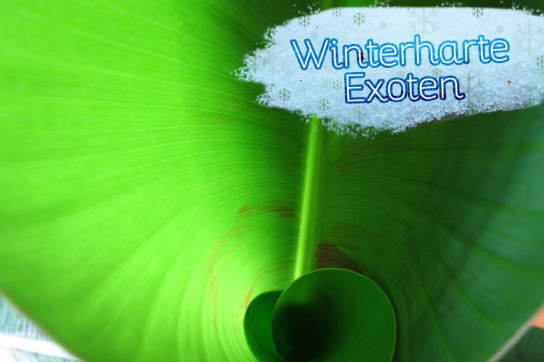 winterharte Exoten