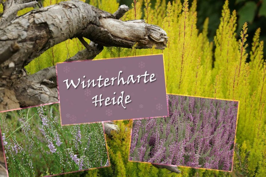 Ist Heide winterhart? 8 Sorten, die starken Frost vertragen