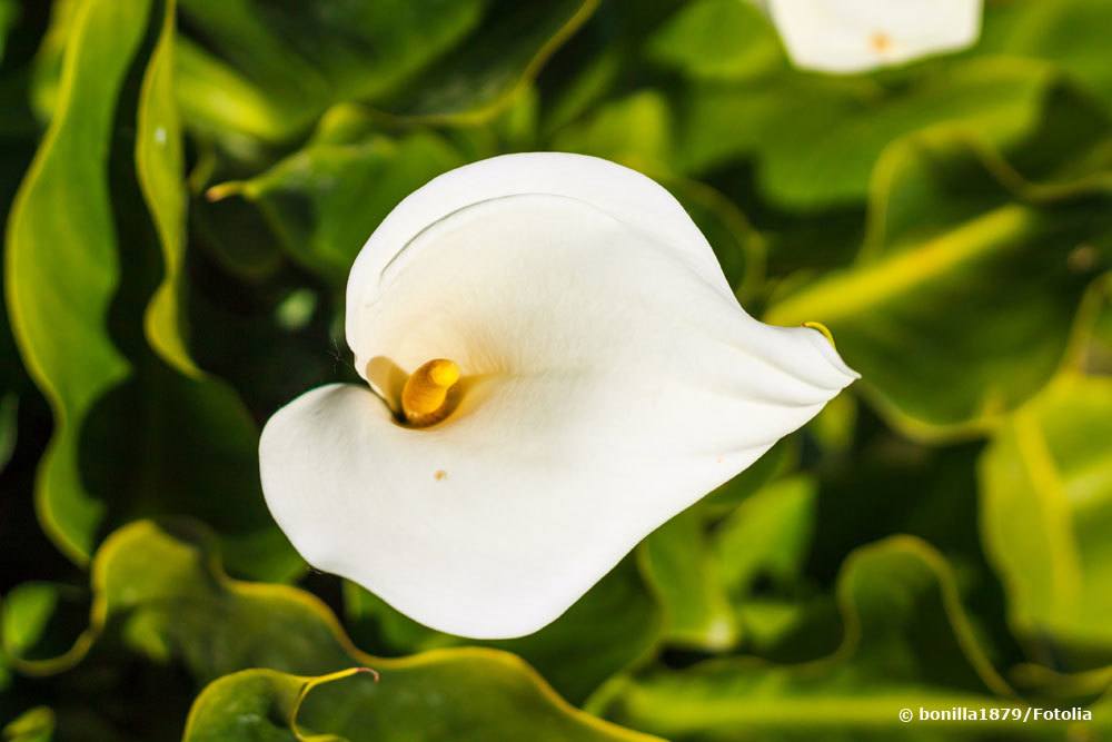 Calla 'Crowsborough', Zantedeschia aethiopica als winterharte Exoten