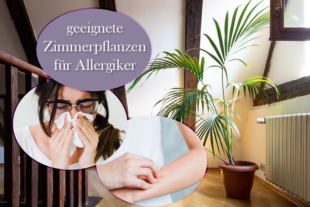 Zimmerpflanzen fr Allergiker - diese 15 Pflanzen eignen sich