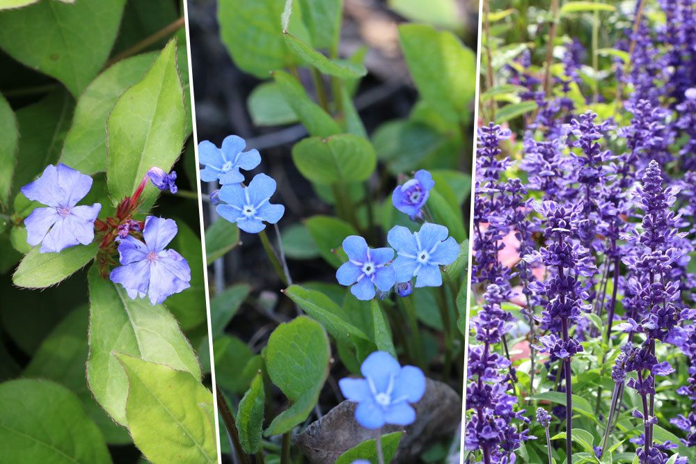 Bleiwurz, Ceratostigma plumbaginoides; Gedenkemein, Omphalodes verna;  Duftnessel, Agastache rugosa als winterharte Stauden