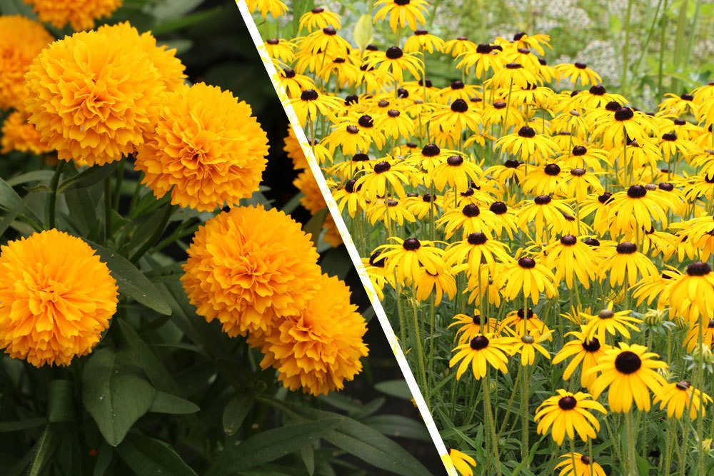 Großblütiges Mädchenauge, Coreopsis grandiflora;  Sonnenhut, Rudbeckia