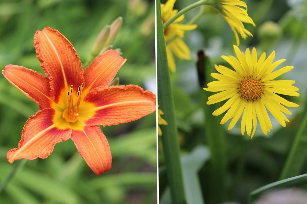 gelbrote Taglilie, Hemerocallis fulva; Kaukasus-Gemswurz, Doronicum orientale