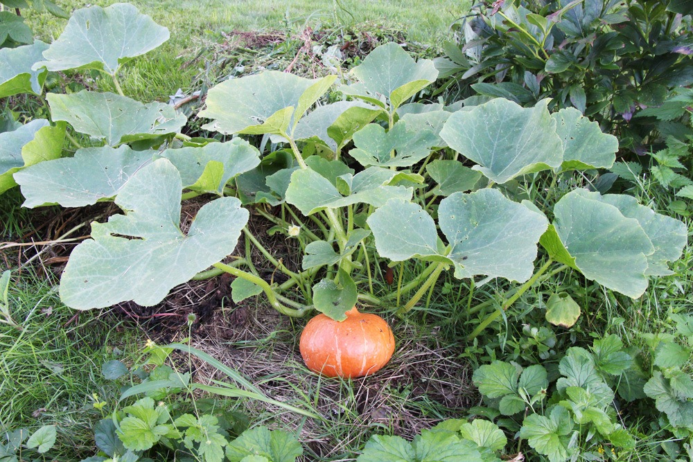 Hokkaidokürbis im Gemüsebeet