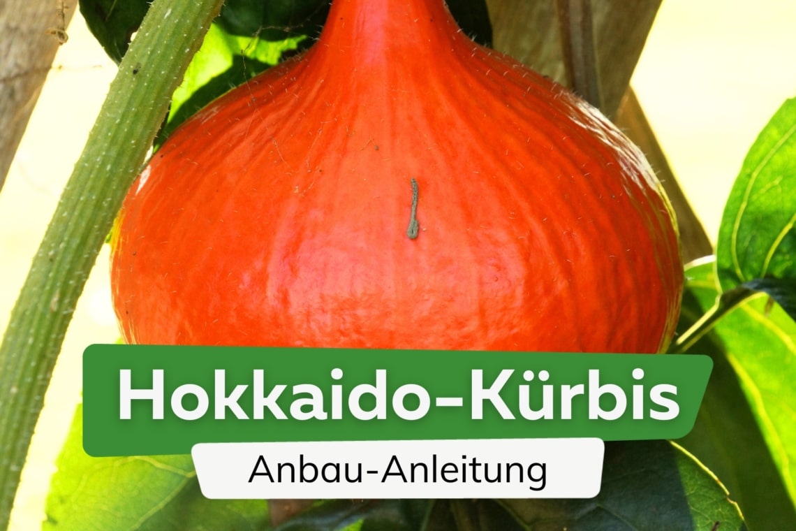 Hokkaido-Kürbis anbauen