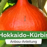 Hokkaido-Kürbis anbauen