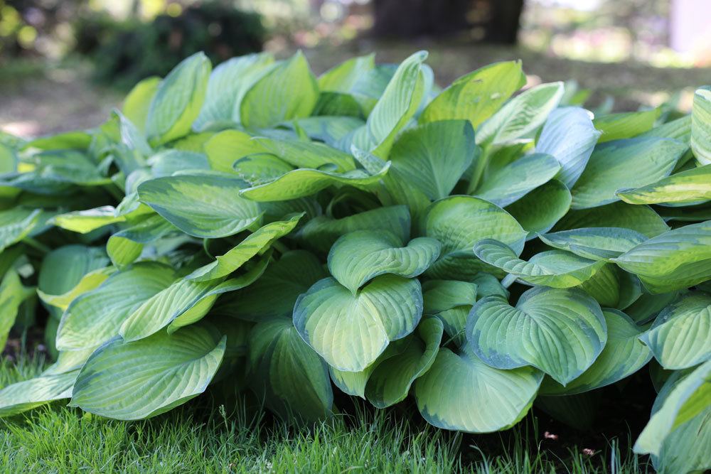 Blau-Gold-Funkie ‚June‘, Hosta tardiana