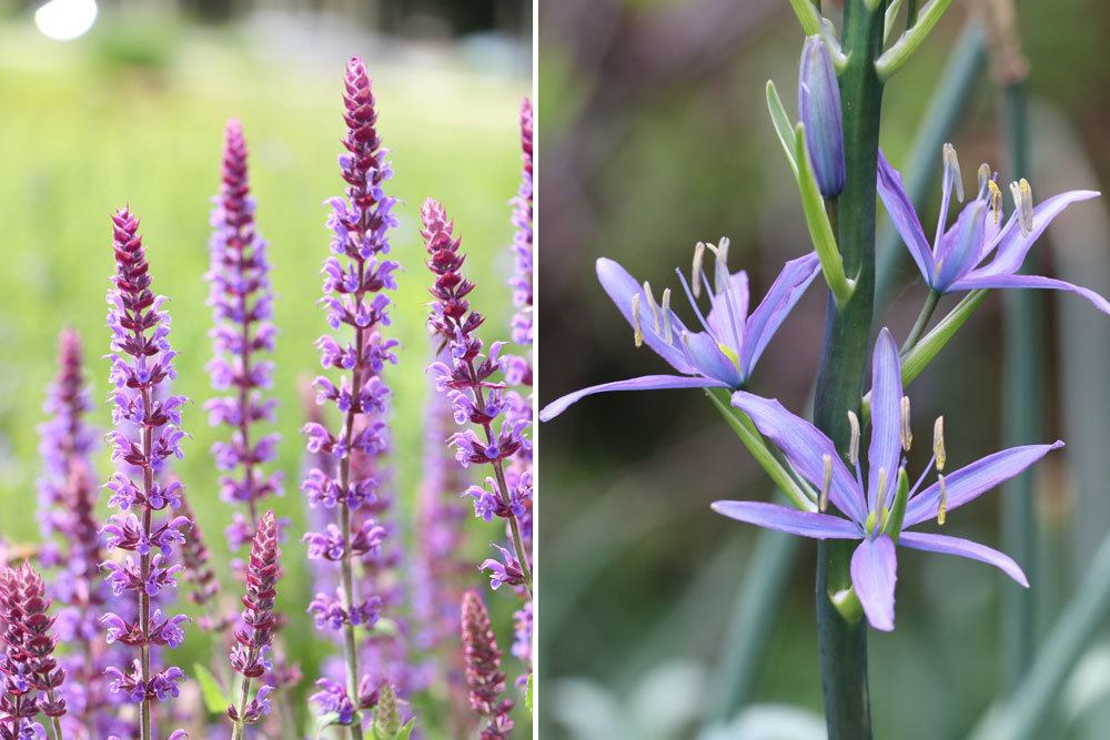 Garten-Salbei, Salvia nemorosa,; Prärielilie, Camassia