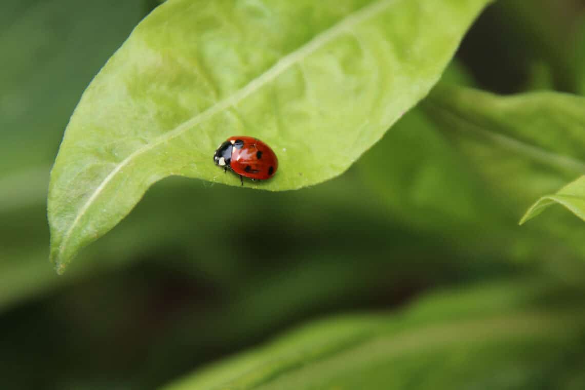 Marienkäfer auf einem Blatt