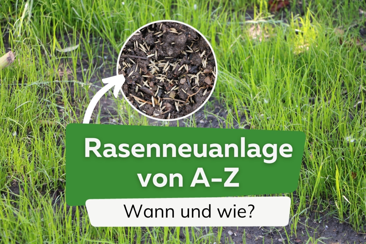Kalkmangel Rasen Erkennen