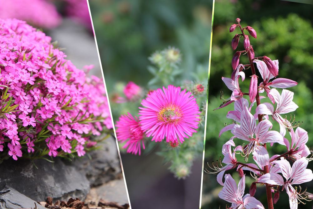 lammblume, Phlox atropurpurea; Aster,  Brennender Busch, Dictamnus albus