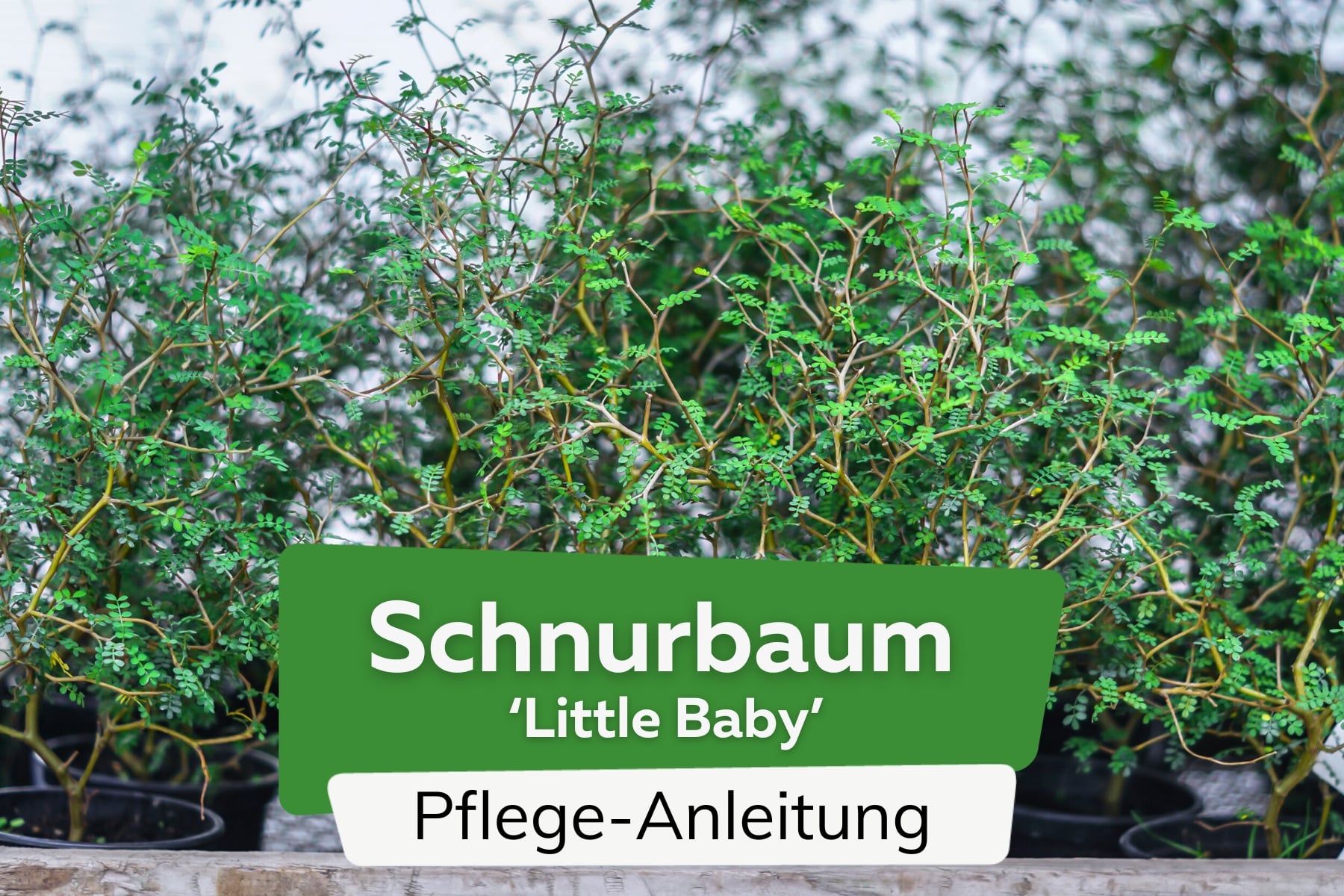 Schnurbaum 'Little Baby'