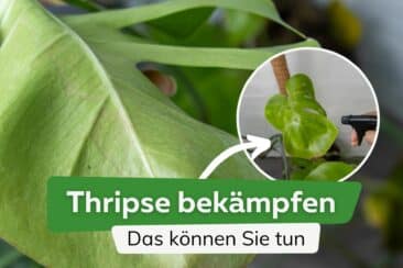 Thripse bekämpfen: was Sie tun können | Gewittertierchen loswerden