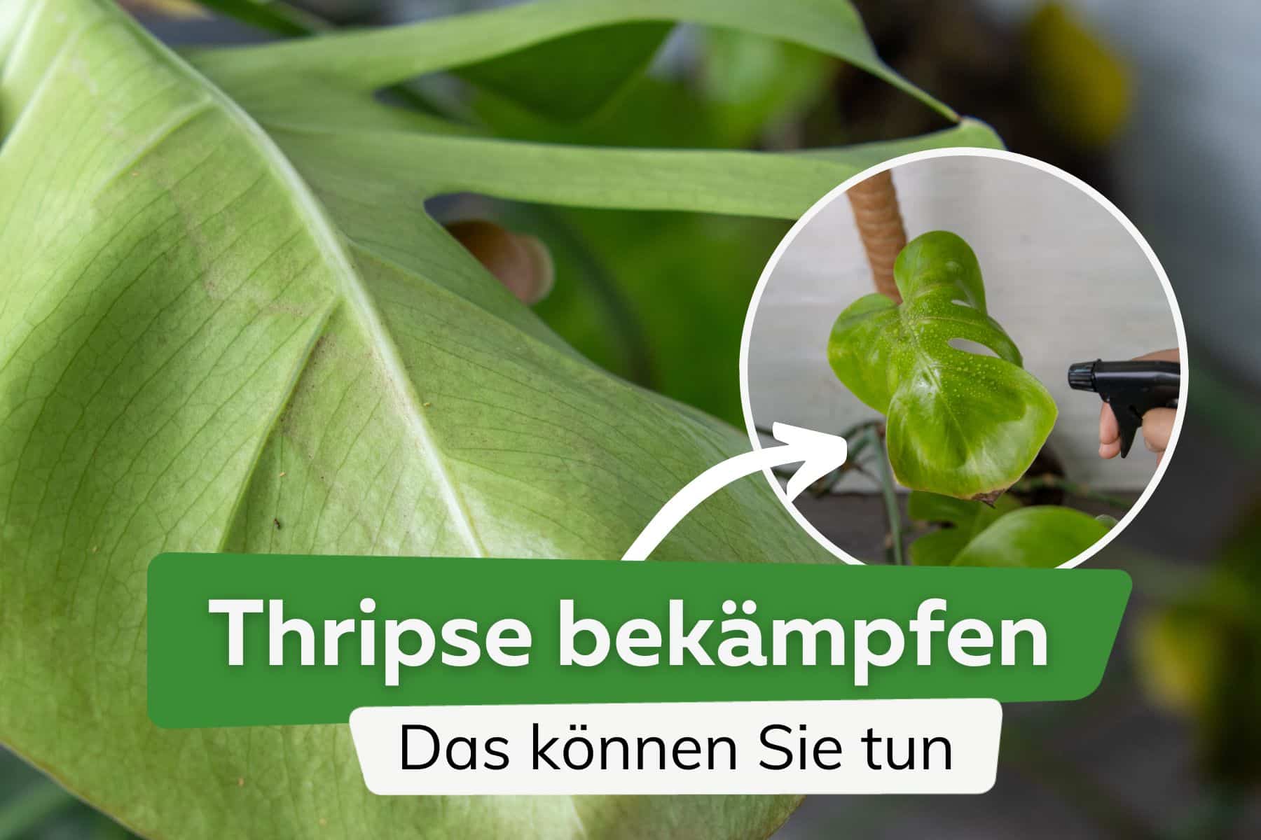 Thripse bekämpfen: was Sie tun können | Gewittertierchen loswerden