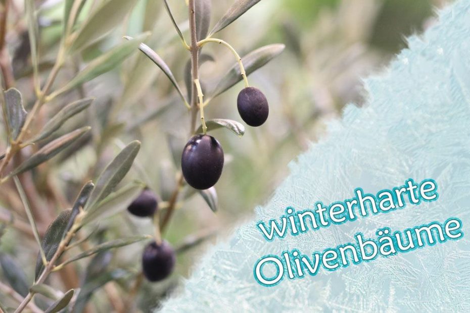Gibt es winterharte Olivenbäume? 21 Arten für den Garten