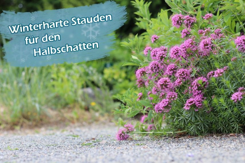 Stauden Halbschatten Bienen Winterhart