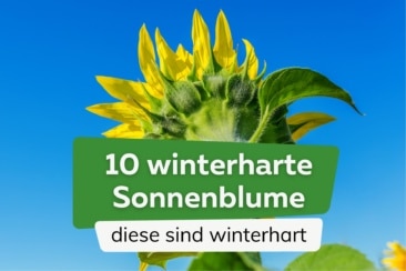 winterharte Sonnenblumen