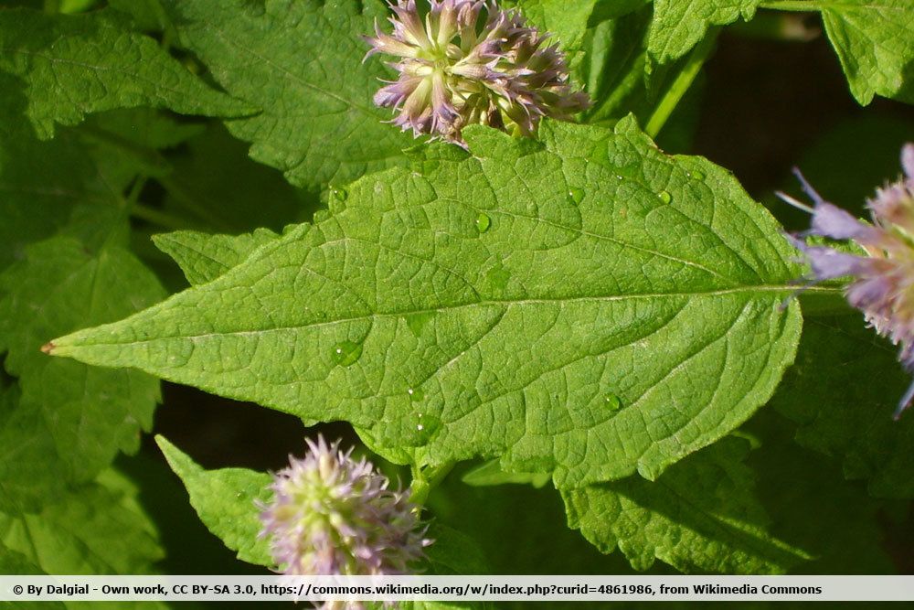 Nesselblättrige Duft-Nessel, Agastache rugosa