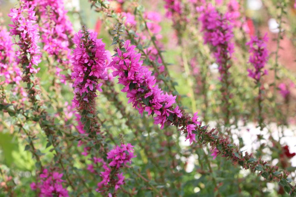 Blut-Weiderich, Lythrum salicaria