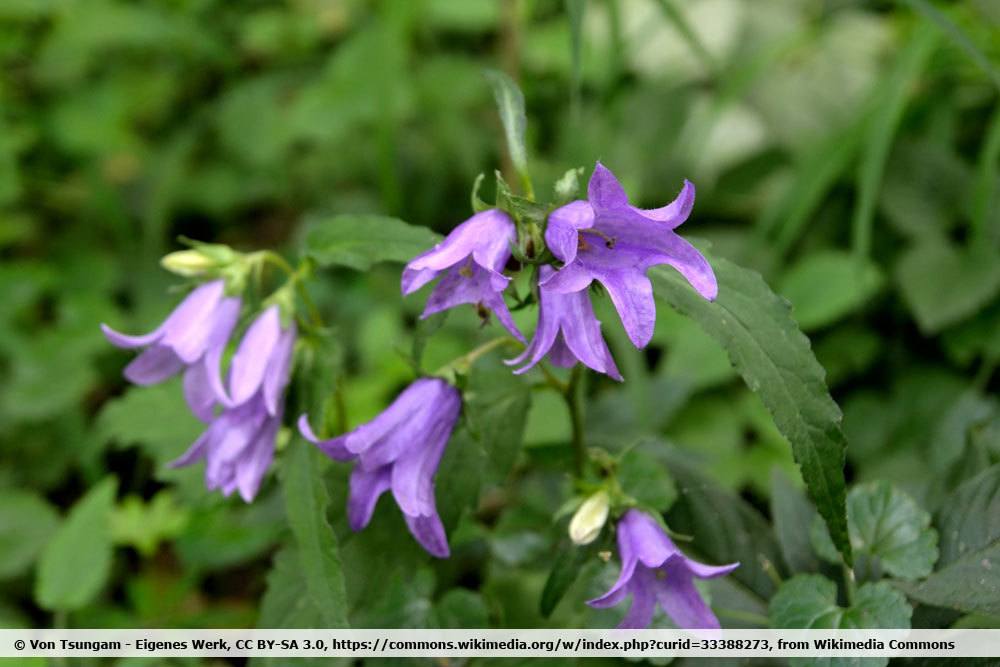 Nesselblättrige Glockenblume, Campanula trachelium