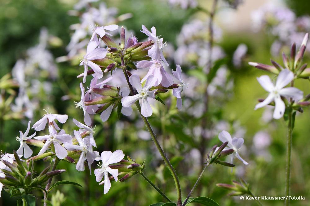 Echtes Seifenkraut, Saponaria officinalis