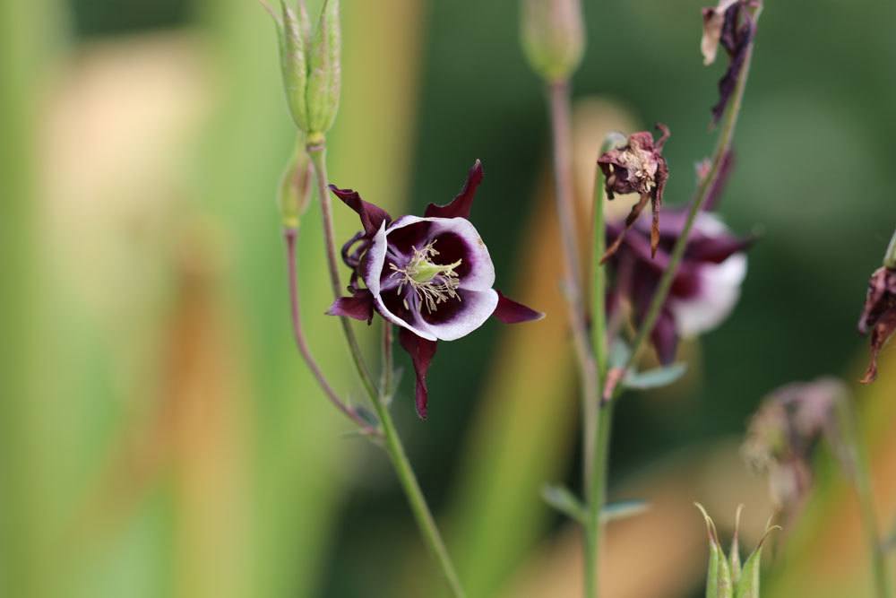 Gemeine Akelei, Aquilegia Vulgaris