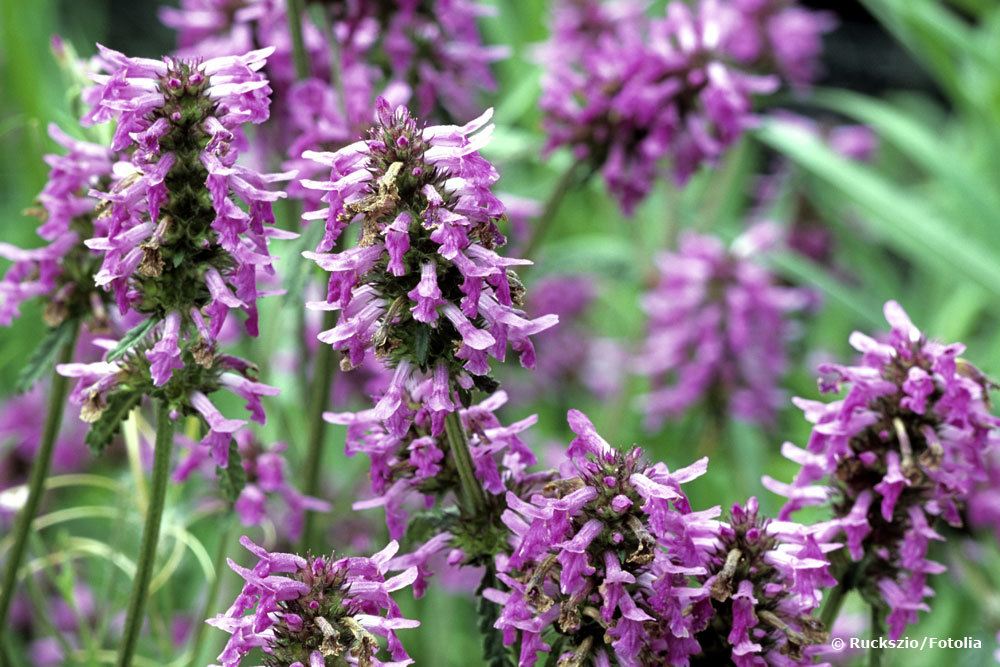 Heil-Ziest, Stachys officinalis