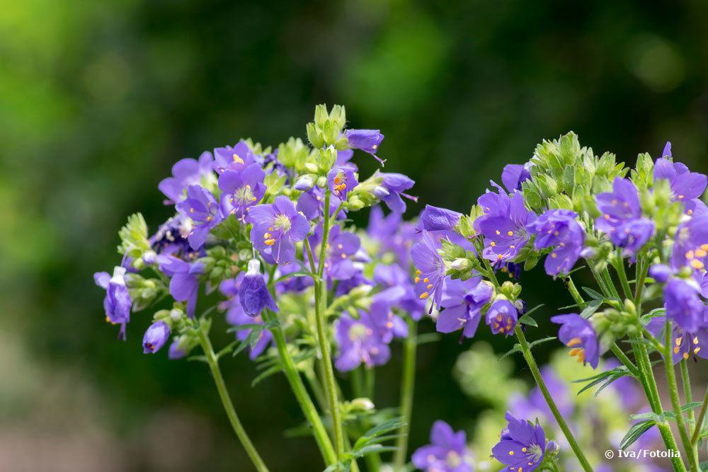 Jakobsleiter, Polemonium Caeruleum