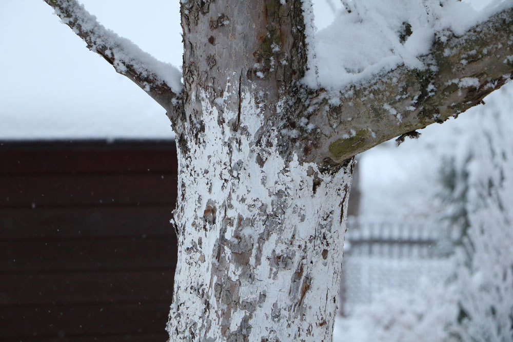 Kalkanstrich als Winterschutz