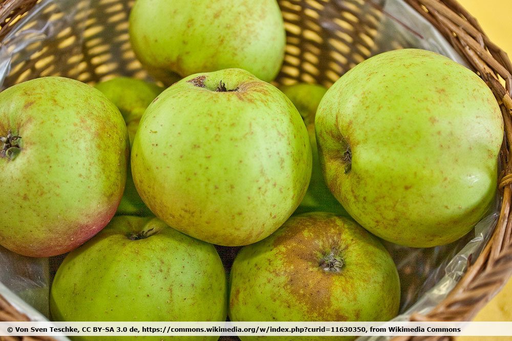 Kanadarenette eignet sich als Backapfel