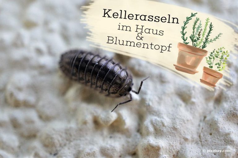 Kellerasseln in Haus und Blumentopf