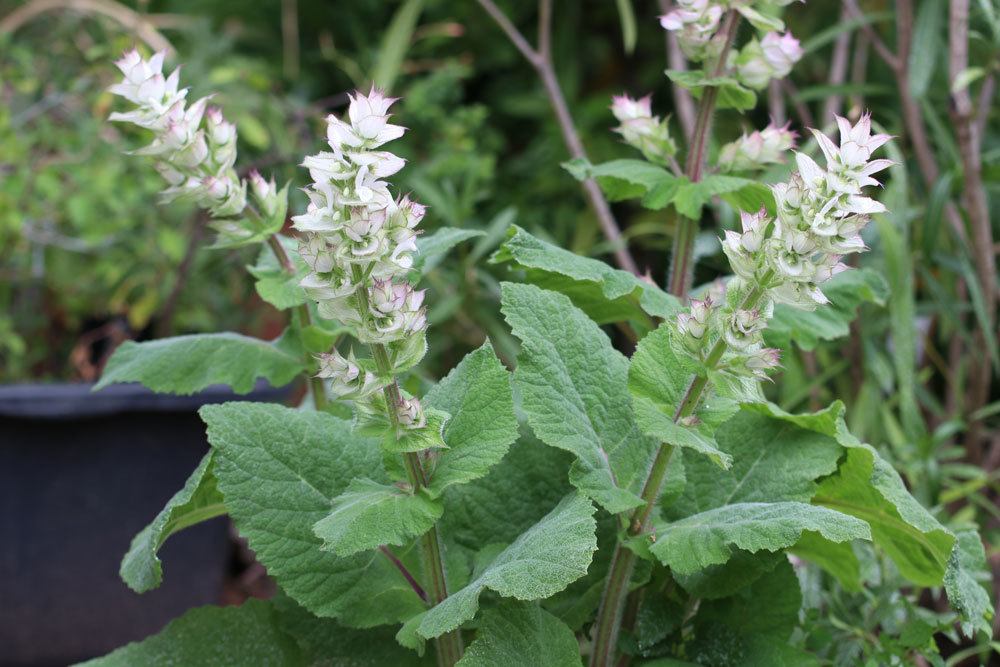 Muskateller-Salbei, Salvia sclarea