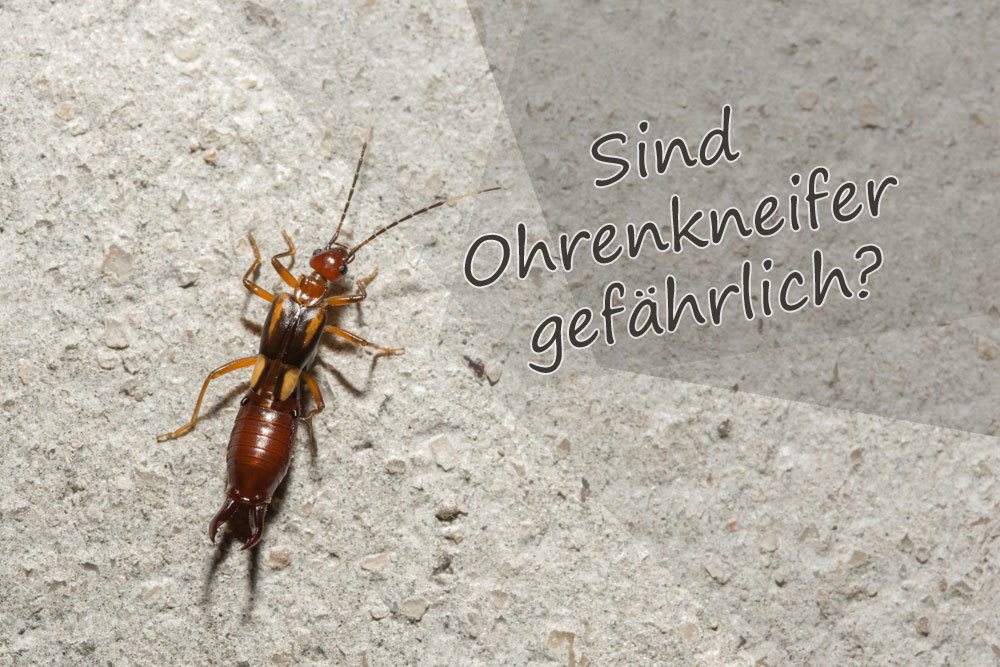 Sind Ohrenkneifer gefährlich?