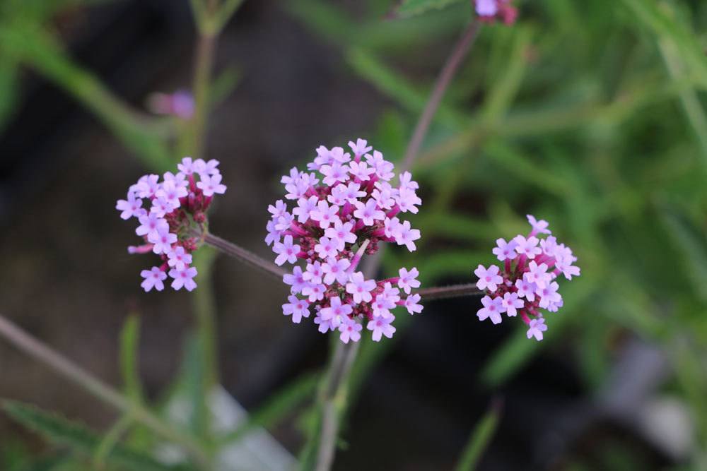 Patagonisches Eisenkraut, Verbena bonariensis