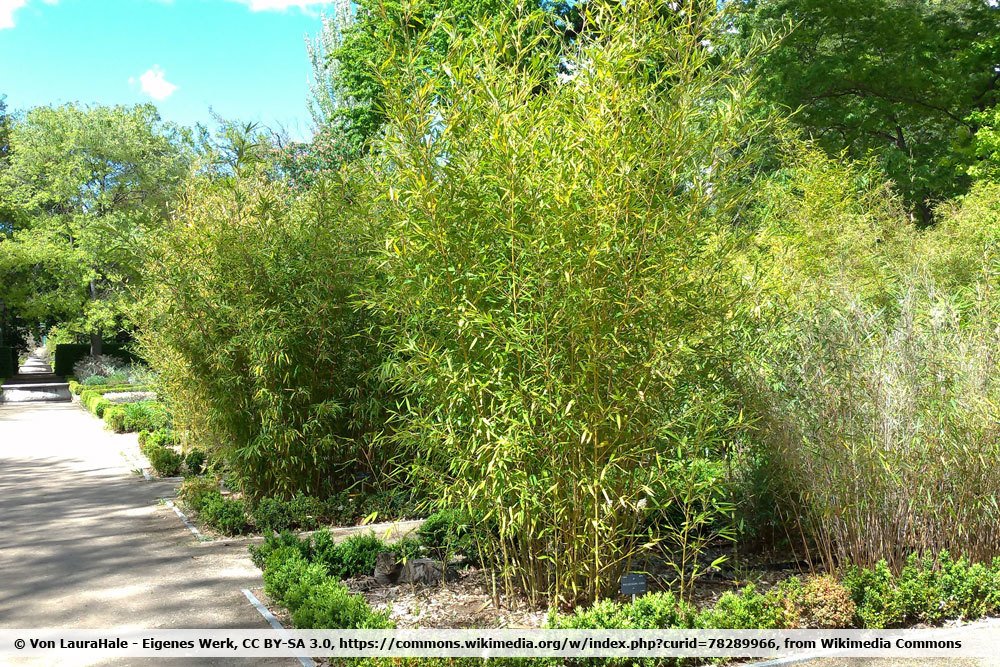 Phyllostachys aurea,