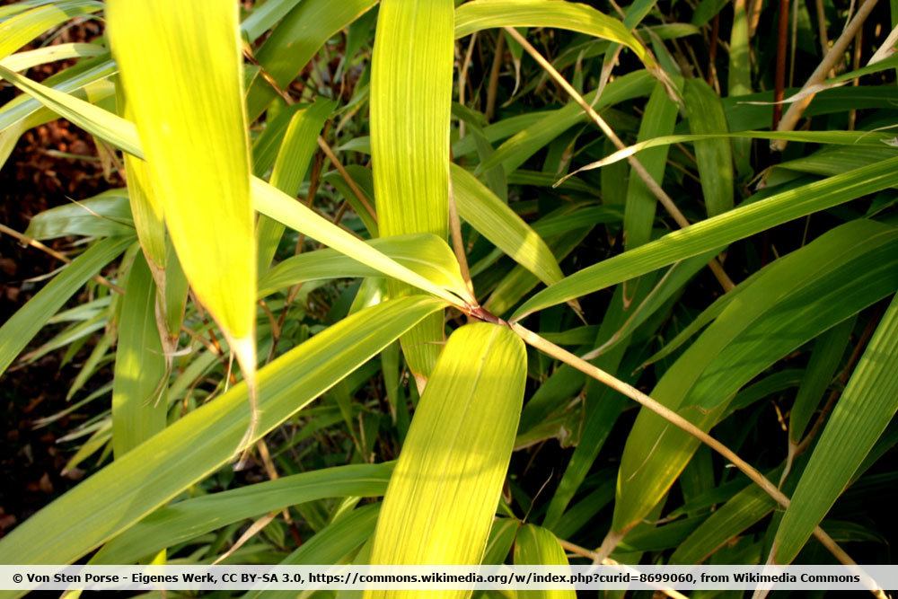 Pseudosasa japonica, Japanischer Pfeilbambus