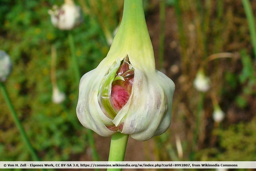 Schlangenknoblauch, Allium sativum var. ophioscorodon